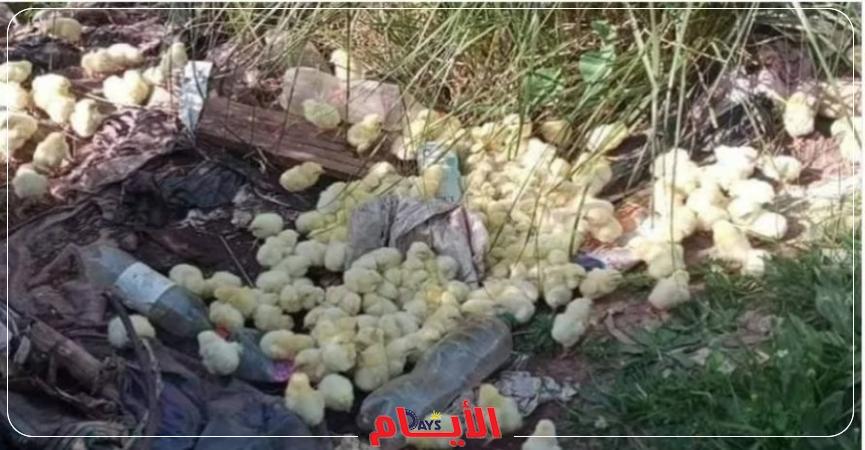 إعدام الكتاكيت