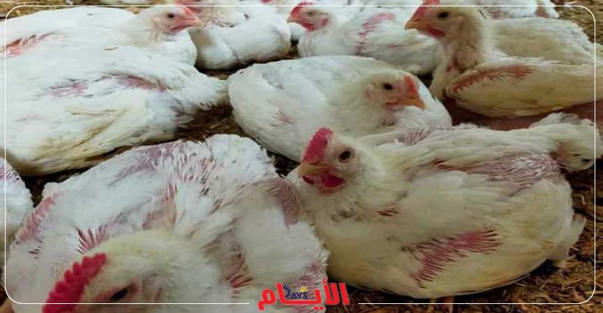 أسعار الدواجن اليوم