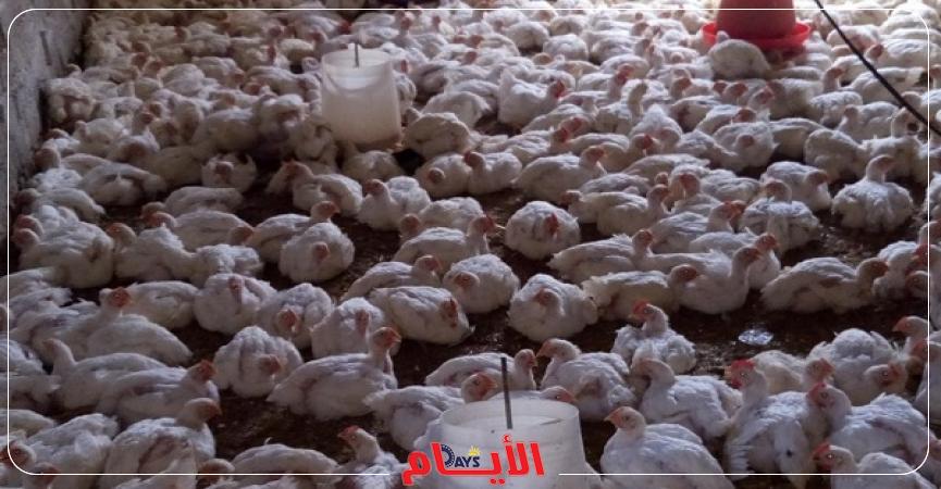 أسعار الدواجن اليوم