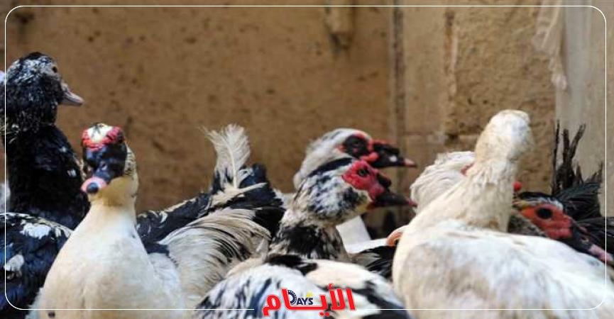 أسعار الدواجن اليوم