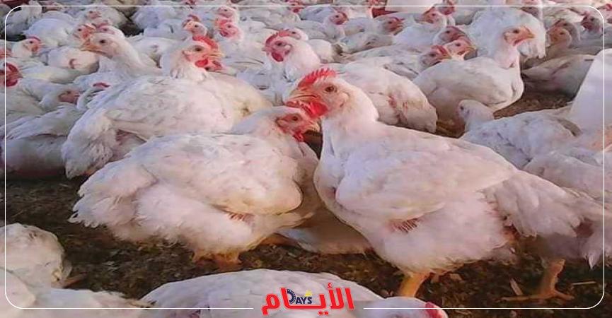 سعر الدواجن والبيض اليوم