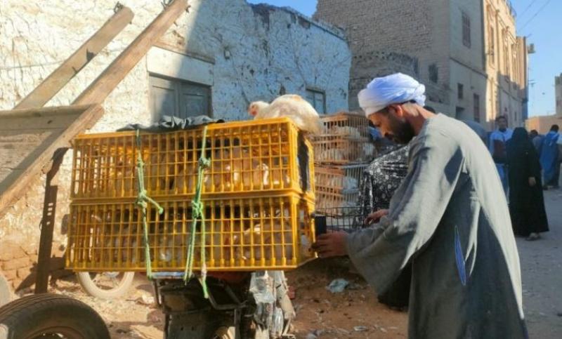 الفراخ نزلت النهاردة تاني.. والبيض لسه بيلعب في العالي